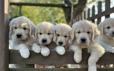 Planowane mioty 2026